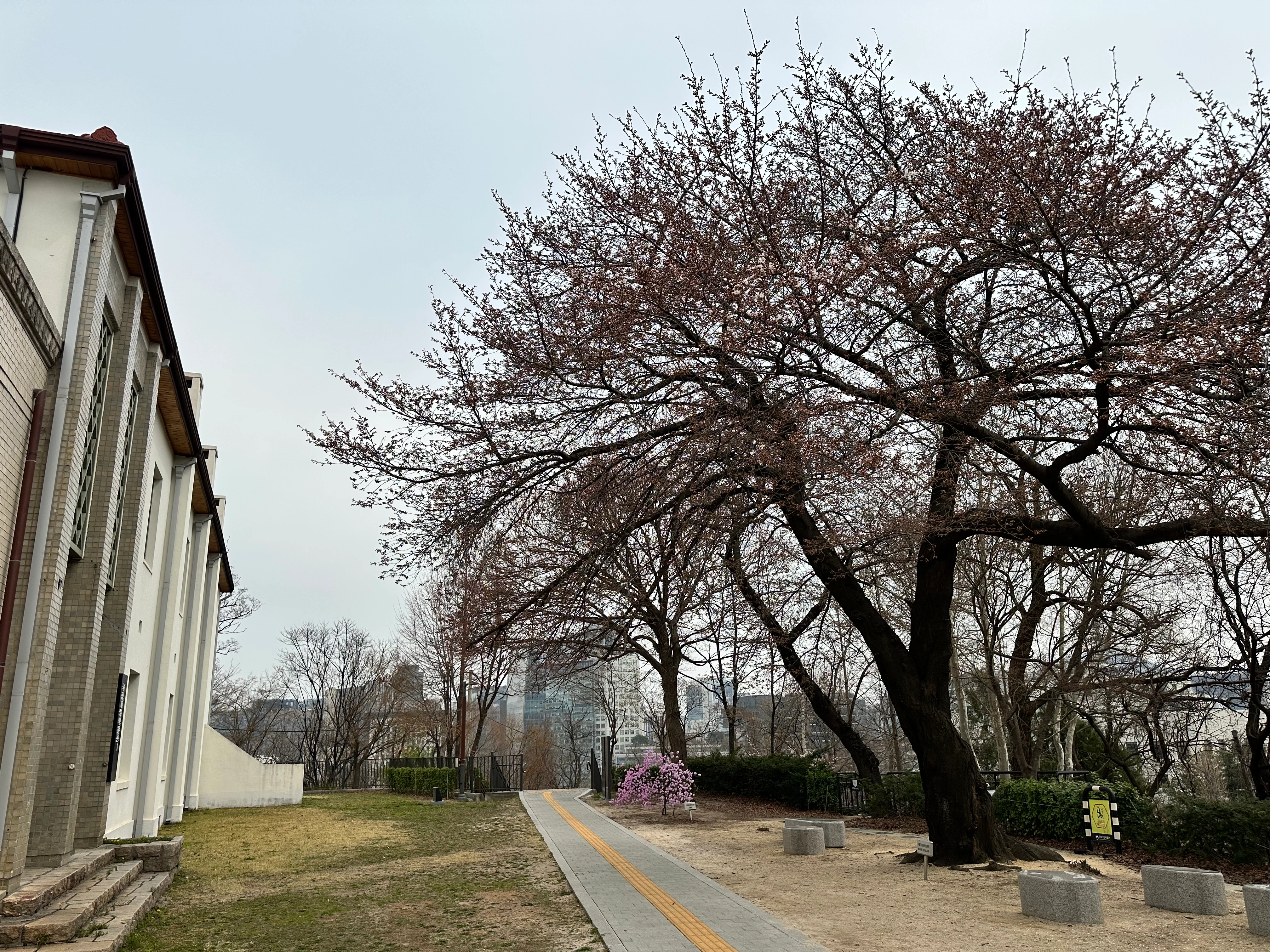 29일 서울 종로구 서울기상관측소 앞 왕벚나무 모습. [기상청 제공